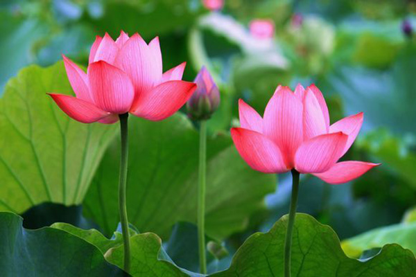沈陽極樂殯葬網服務網為您奉上芒種過后的養生秘訣